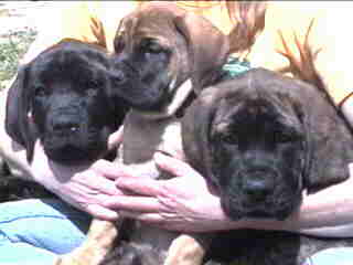 Eastwind Puppies