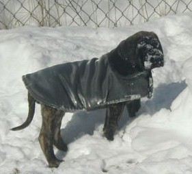 Romping in the snow - February 2003