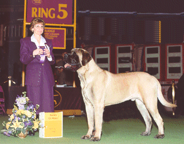 Mystery Mtn's Read to Rumble accepting an Award of Merit at the Westminister KC Show, 2001